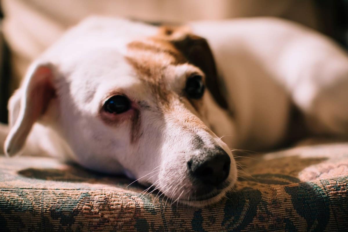 Niereninsuffizienz beim Hund – go4vet