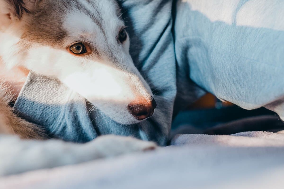 Niereninsuffizienz beim Hund – go4vet