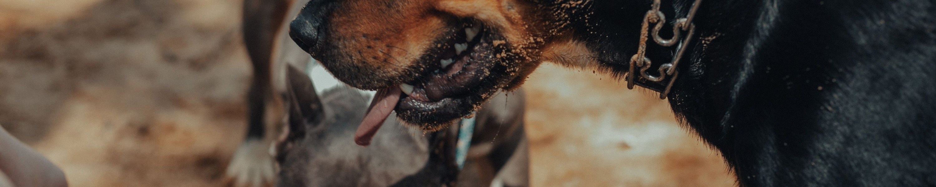 Niereninsuffizienz beim Hund