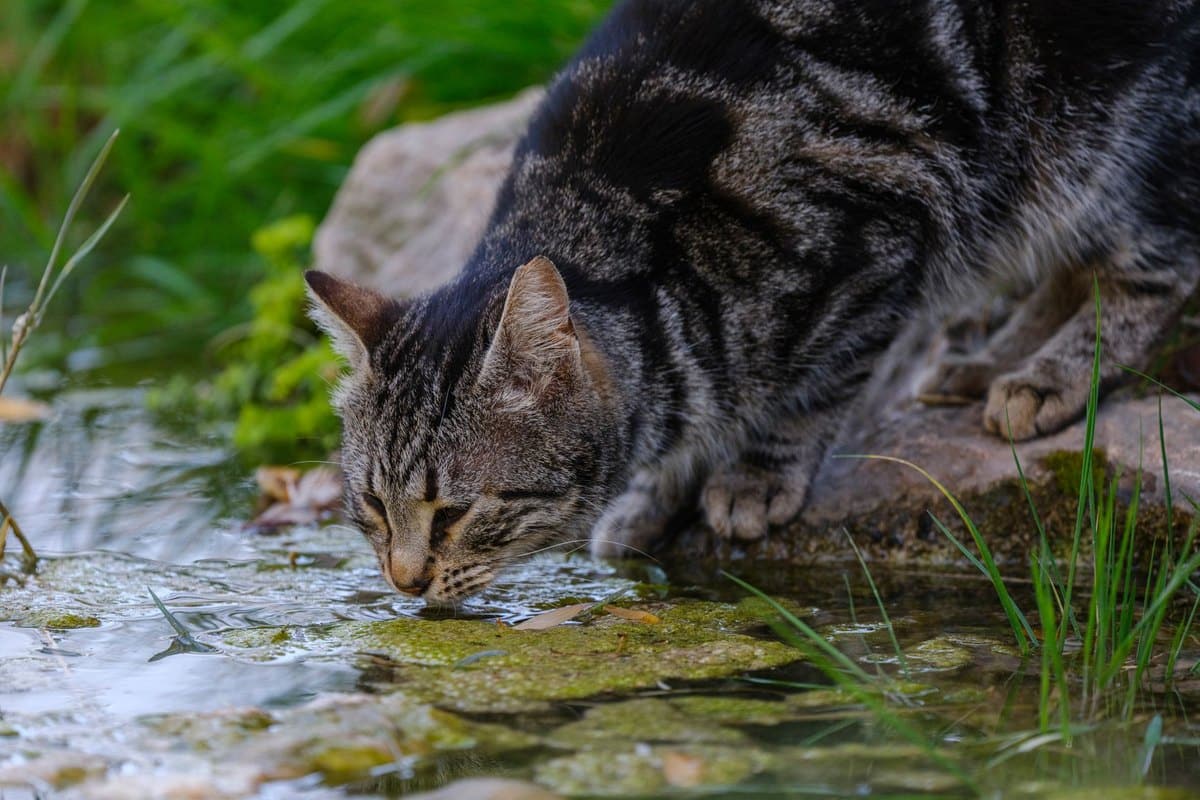 Niereninsuffizienz bei Katzen – go4vet