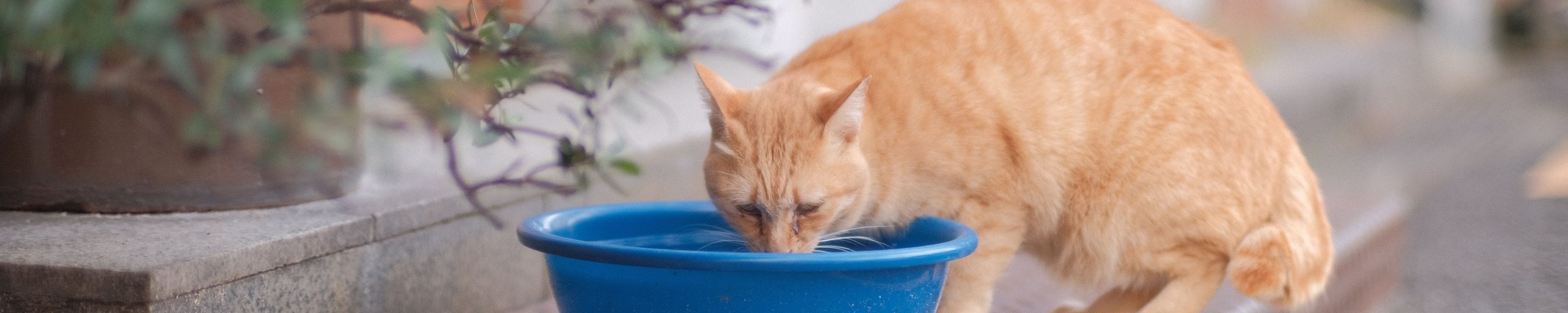 Niereninsuffizienz bei Katzen