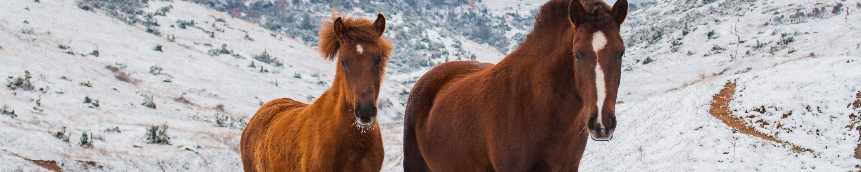 Niereninsuffizienz beim Pferd: Frühsignale, Diagnose und Management