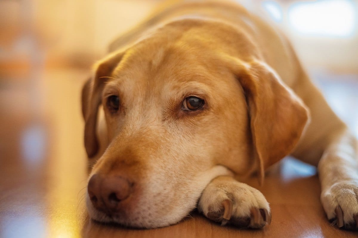 Nierenkrebs beim Hund – go4vet