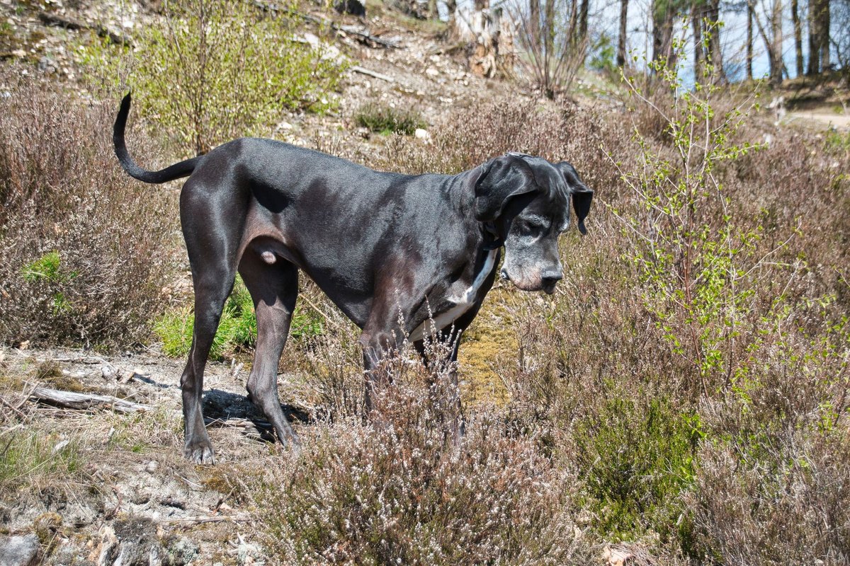 Nierenkrebs beim Hund – go4vet