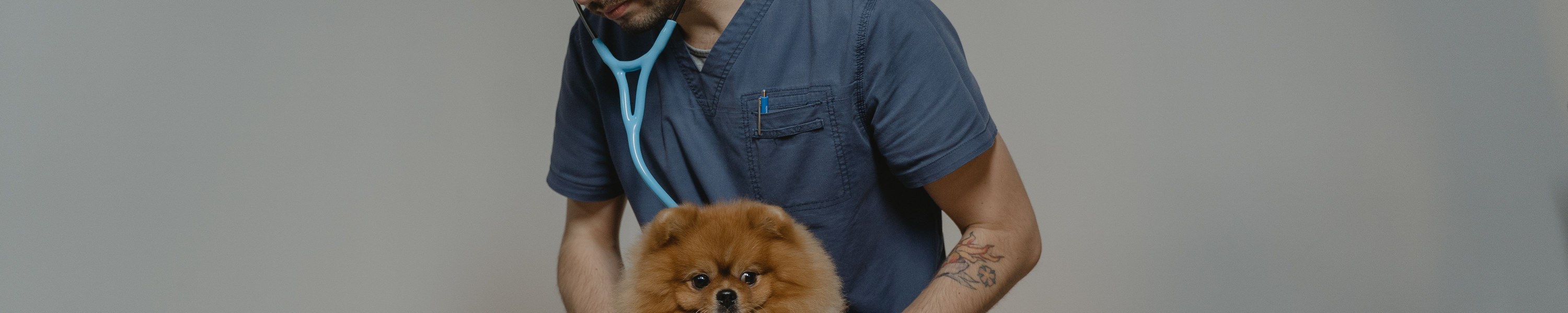 Nierenkrebs beim Hund