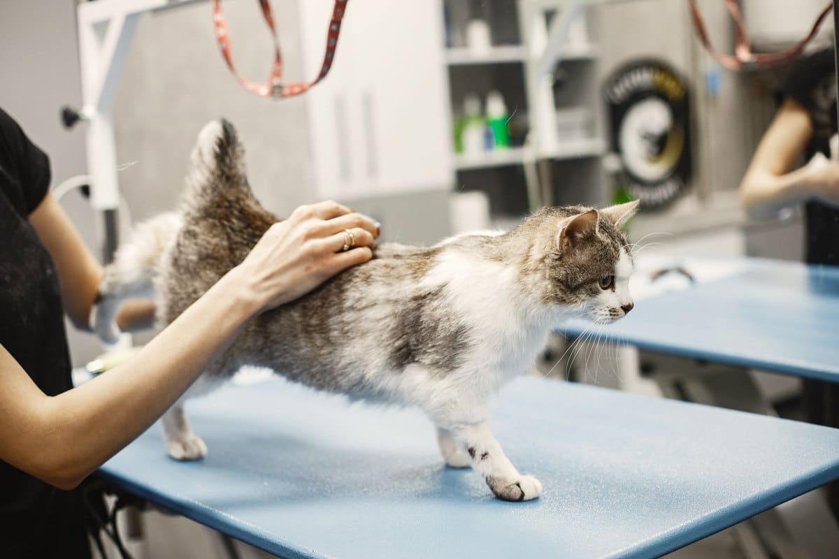 Nierenkrebs bei Katzen – go4vet