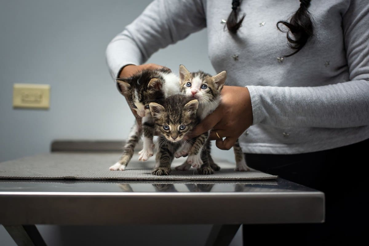 Nierenkrebs bei Katzen – go4vet