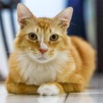 Nierenprobleme bei Katzen