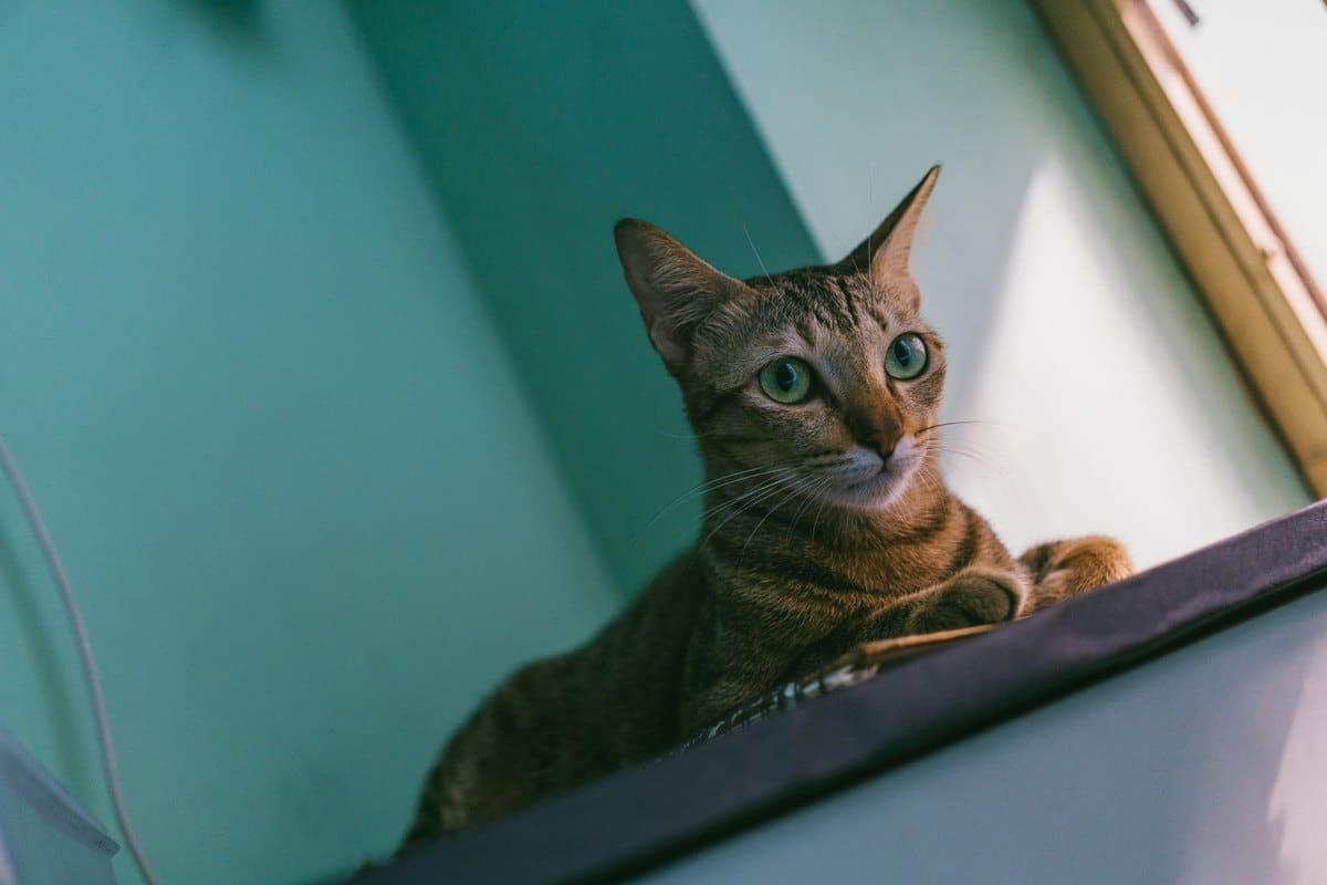 Nierenprobleme bei Katzen – go4vet