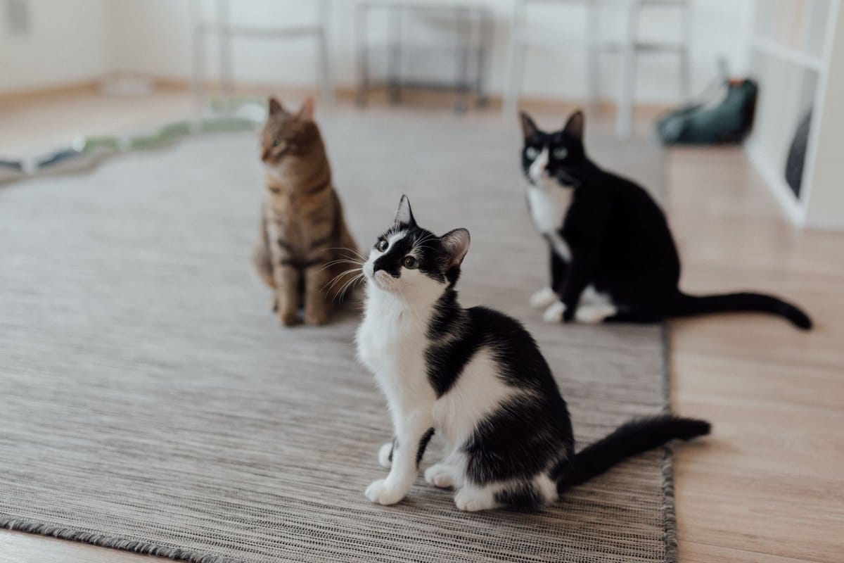 Nierenprobleme bei Katzen – go4vet