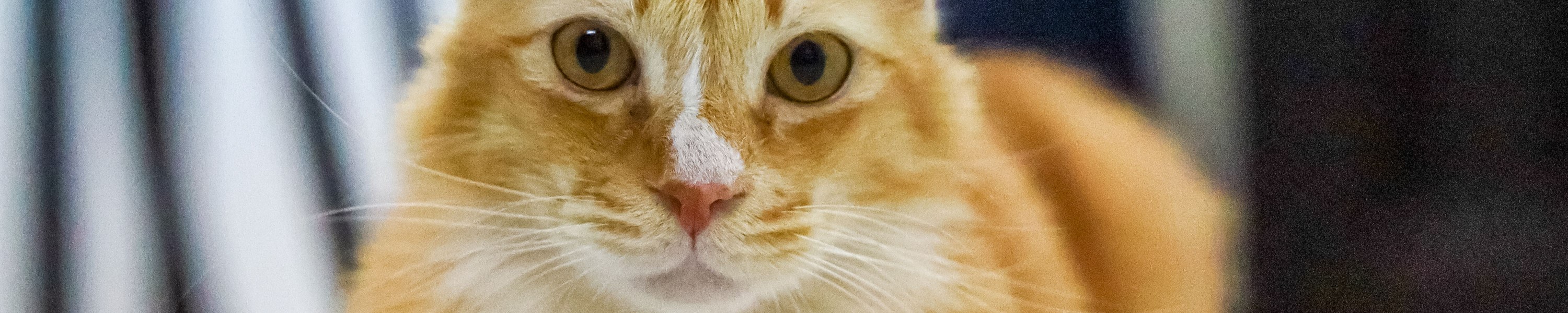 Nierenprobleme bei Katzen