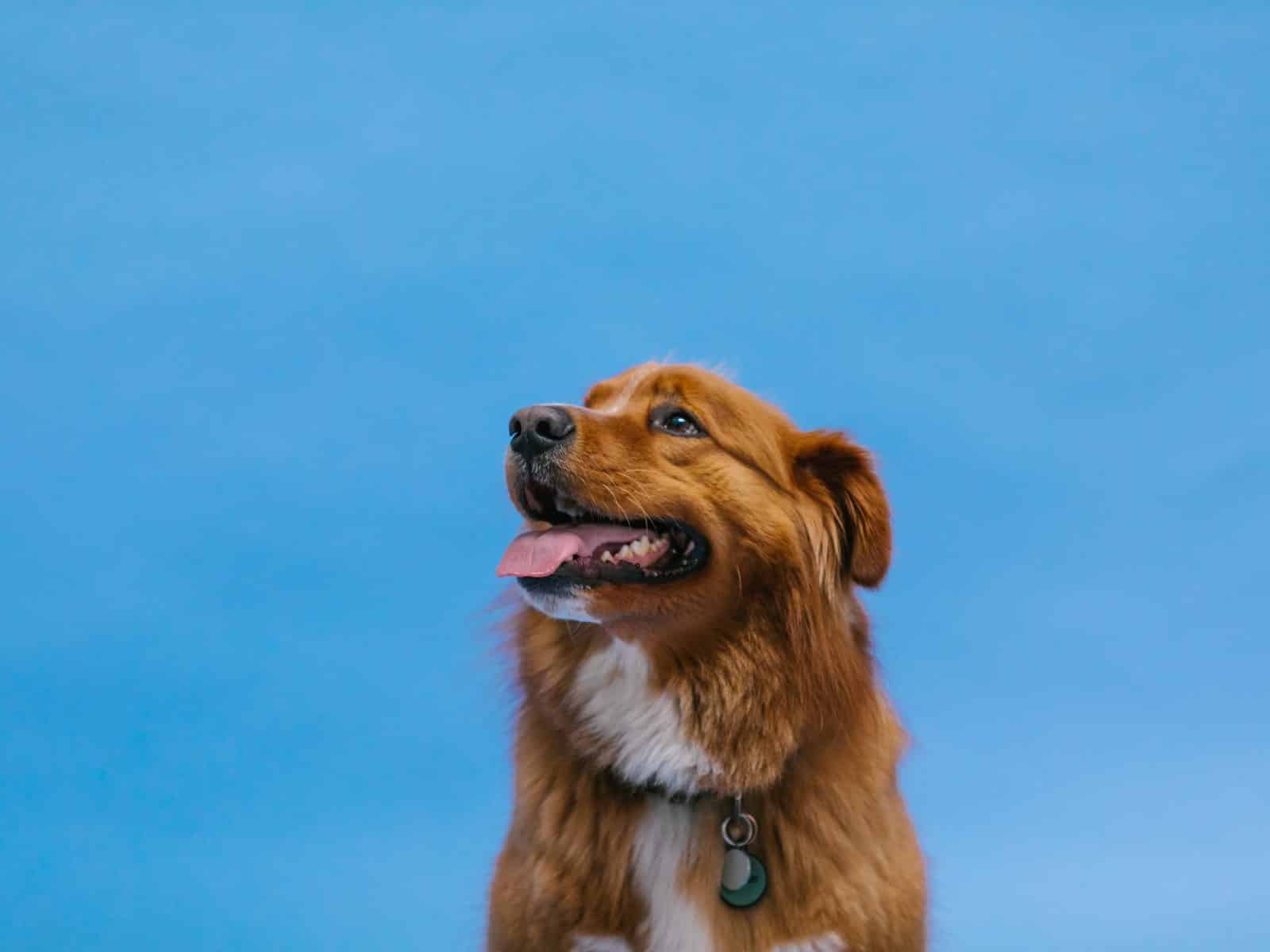 Nova Scotia Duck Tolling Retriever
