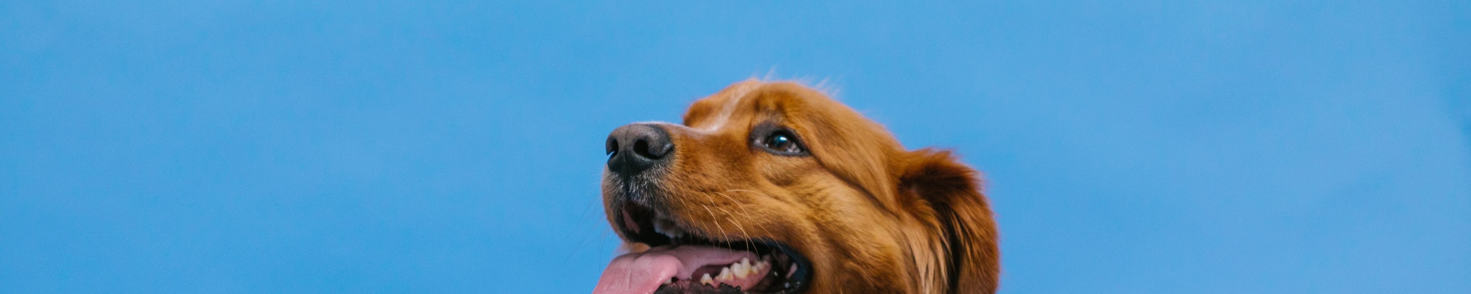 Nova Scotia Duck Tolling Retriever