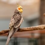 Nymphensittich Krankheiten: Symptome frühzeitig erkennen