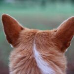 Ohrenentzündung beim Hund