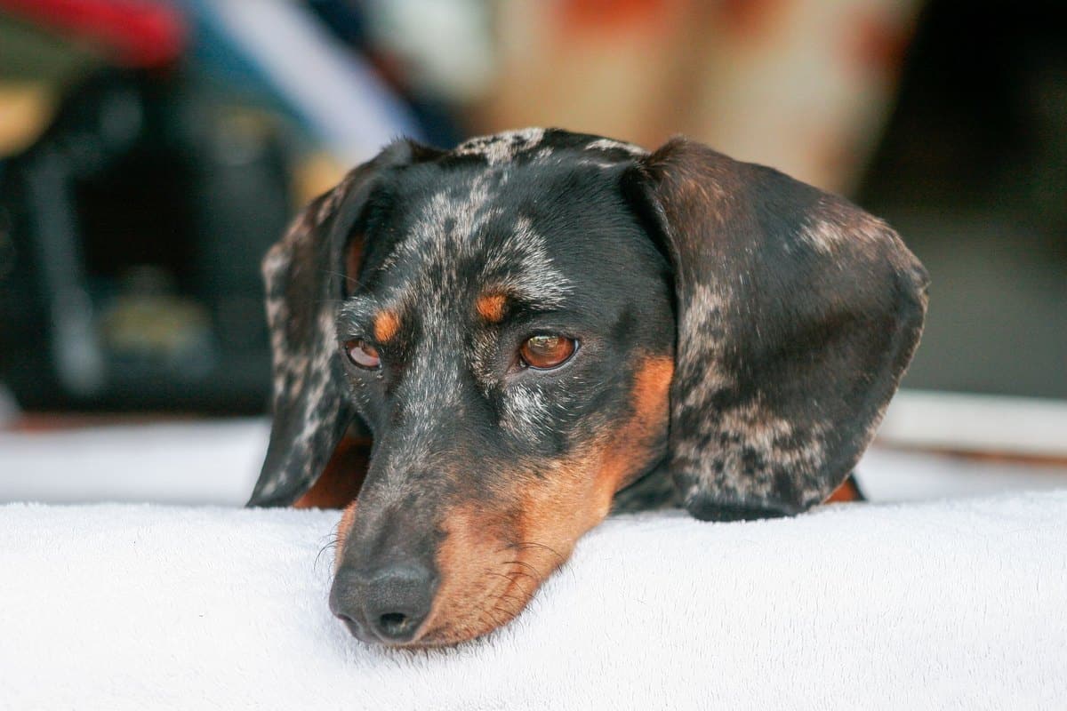 Ohrenentzündung beim Hund – go4vet