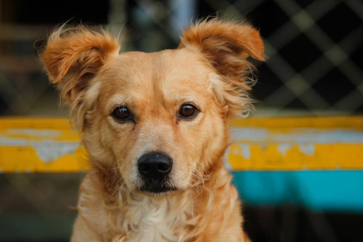 Ohrenentzündung beim Hund – go4vet