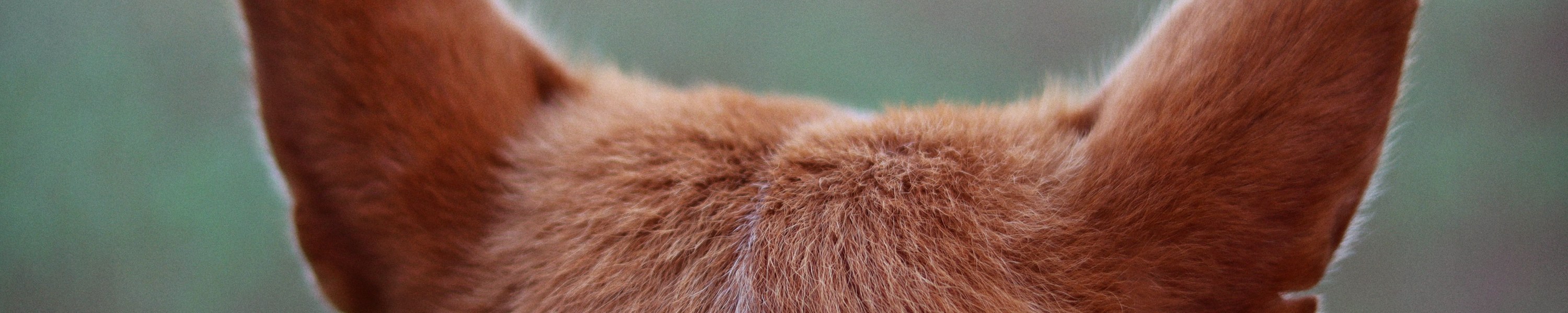 Ohrenentzündung beim Hund