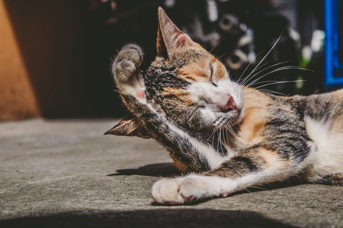 Ohrenpflege bei Katzen – go4vet