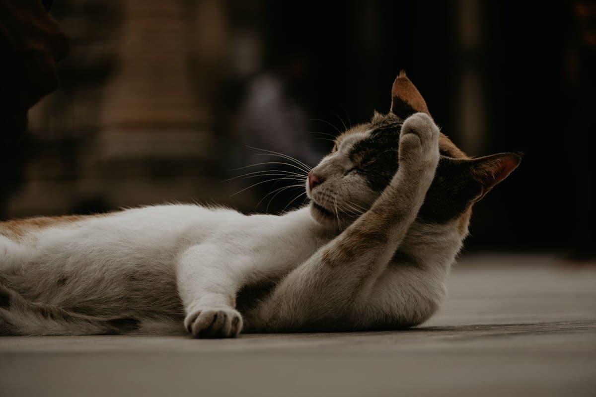Ohrenpflege bei Katzen – go4vet
