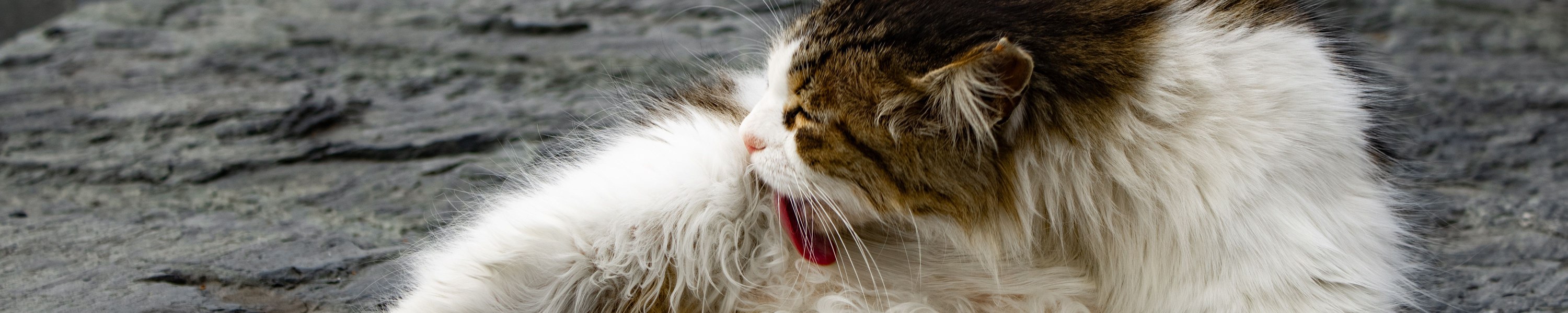 Ohrenpflege bei Katzen