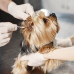 Ohrenpflege beim Hund