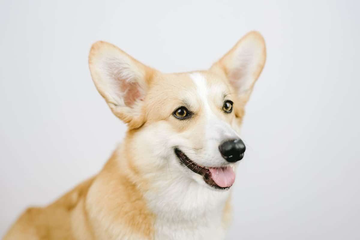 Ohrenpflege beim Hund – go4vet