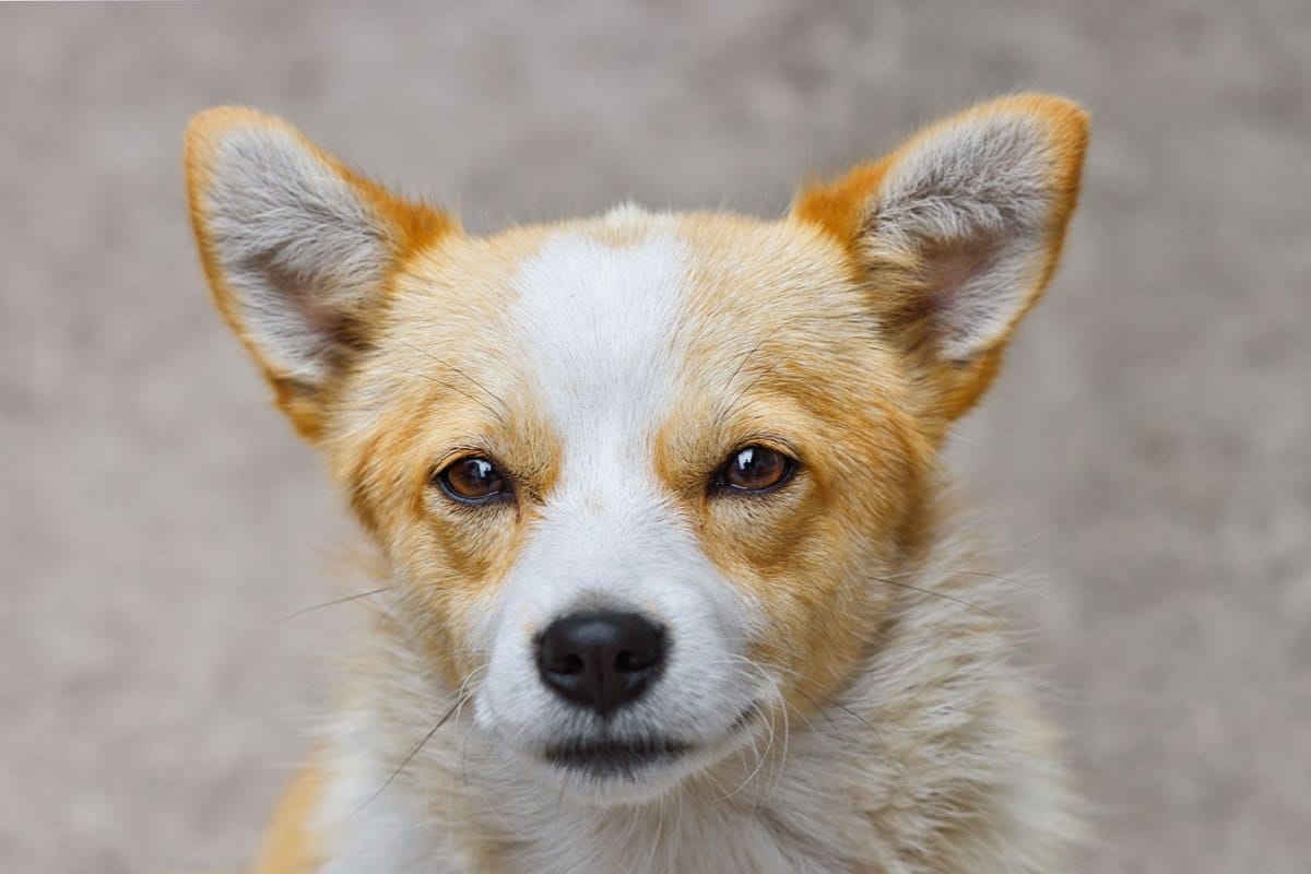 Ohrenpflege beim Hund – go4vet