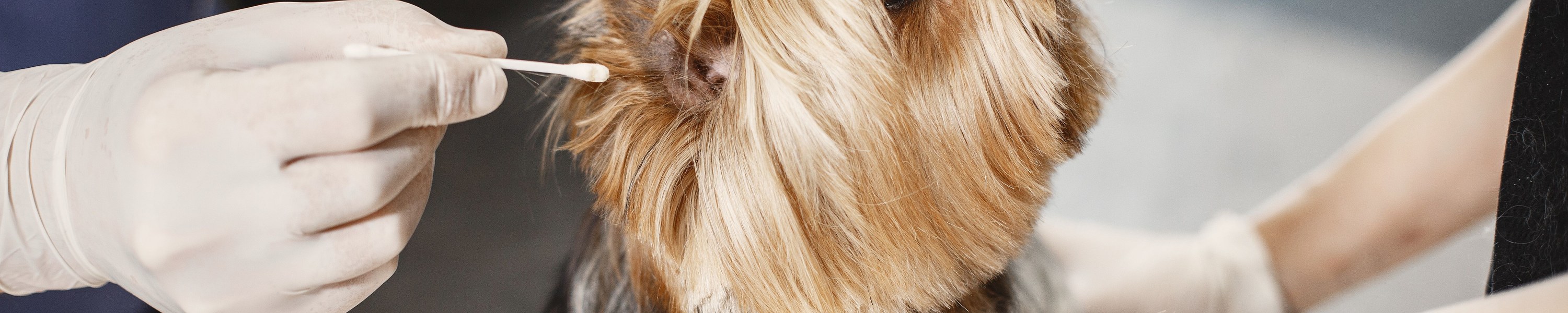 Ohrenpflege beim Hund