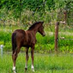 Ohrenreinigung beim Pferd
