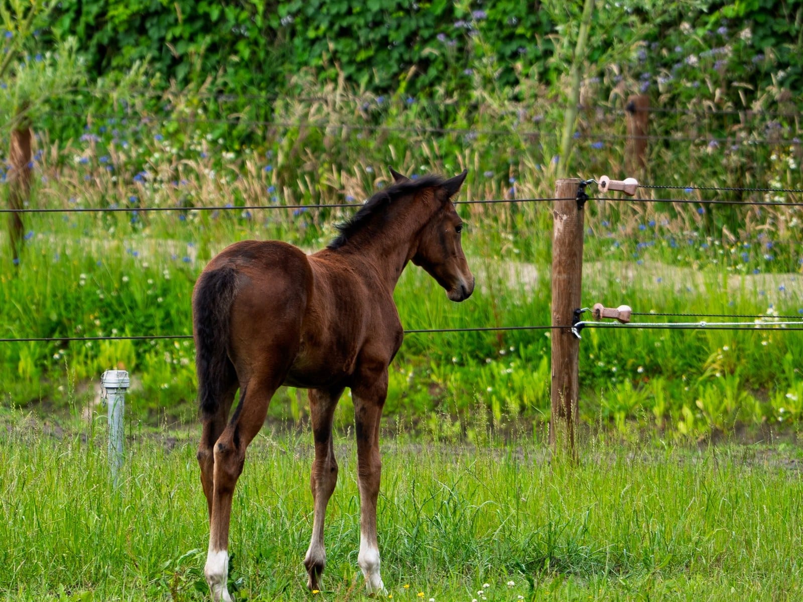 Ohrenreinigung beim Pferd