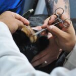 Ohrentzündung beim Hund: Häufig durch Allergie verursacht