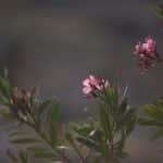 Oleander giftig für Hunde: Wie gefährlich ist Oleander?