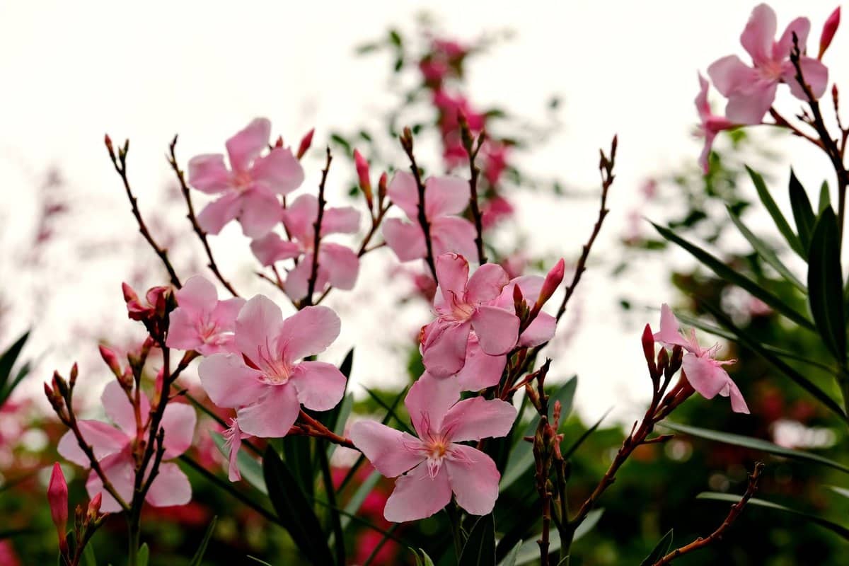 Oleander giftig für Hunde: Wie gefährlich ist Oleander? – go4vet