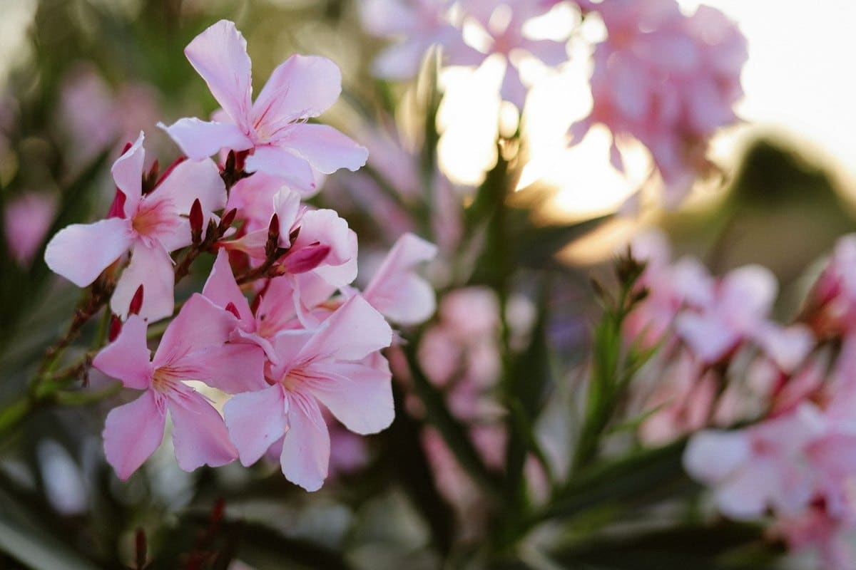 Oleander giftig für Hunde: Wie gefährlich ist Oleander? – go4vet