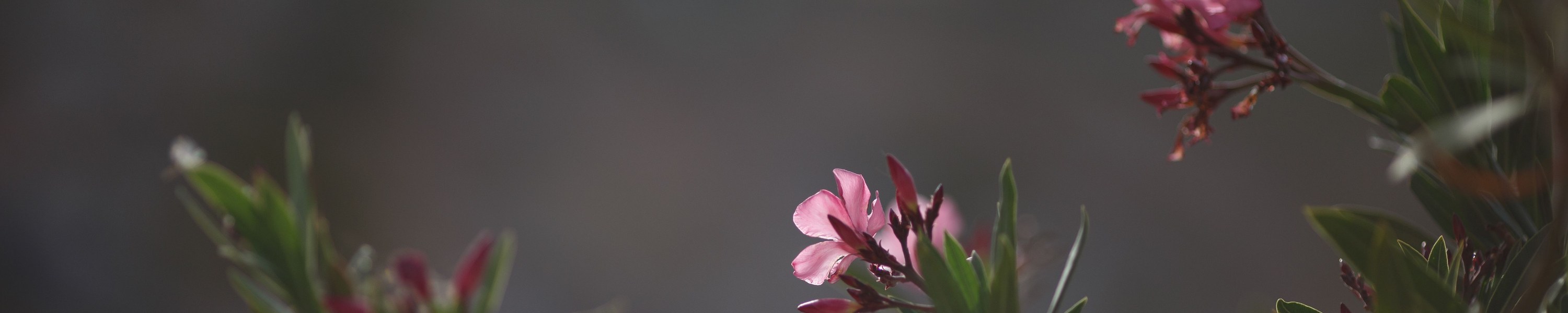 Oleander giftig für Hunde: Wie gefährlich ist Oleander?