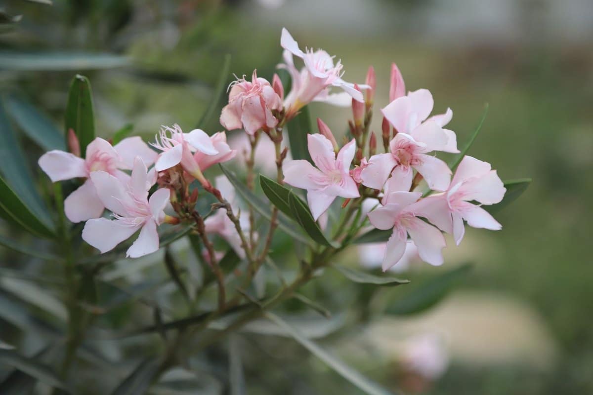 Oleander giftig für Katzen: Wie gefährlich ist Oleander? – go4vet