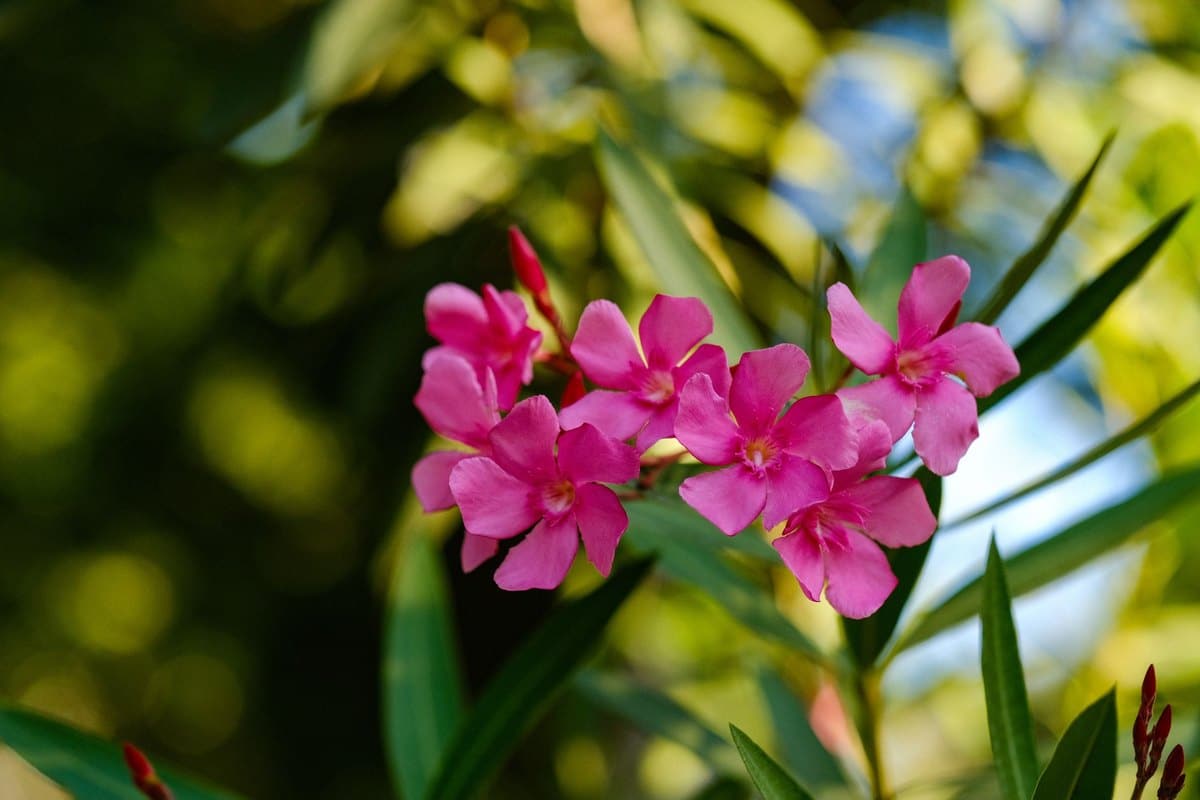 Oleander giftig für Katzen: Wie gefährlich ist Oleander? – go4vet