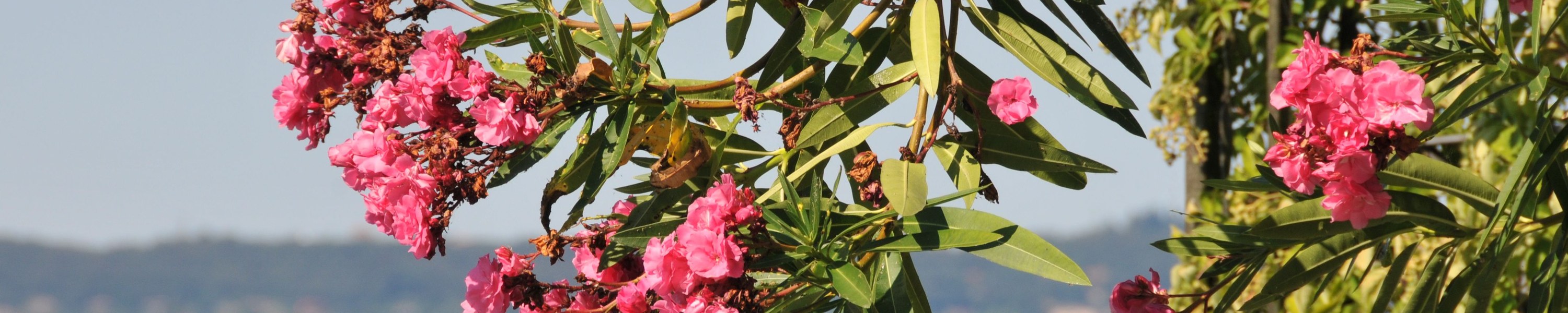 Oleander giftig für Katzen: Wie gefährlich ist Oleander?