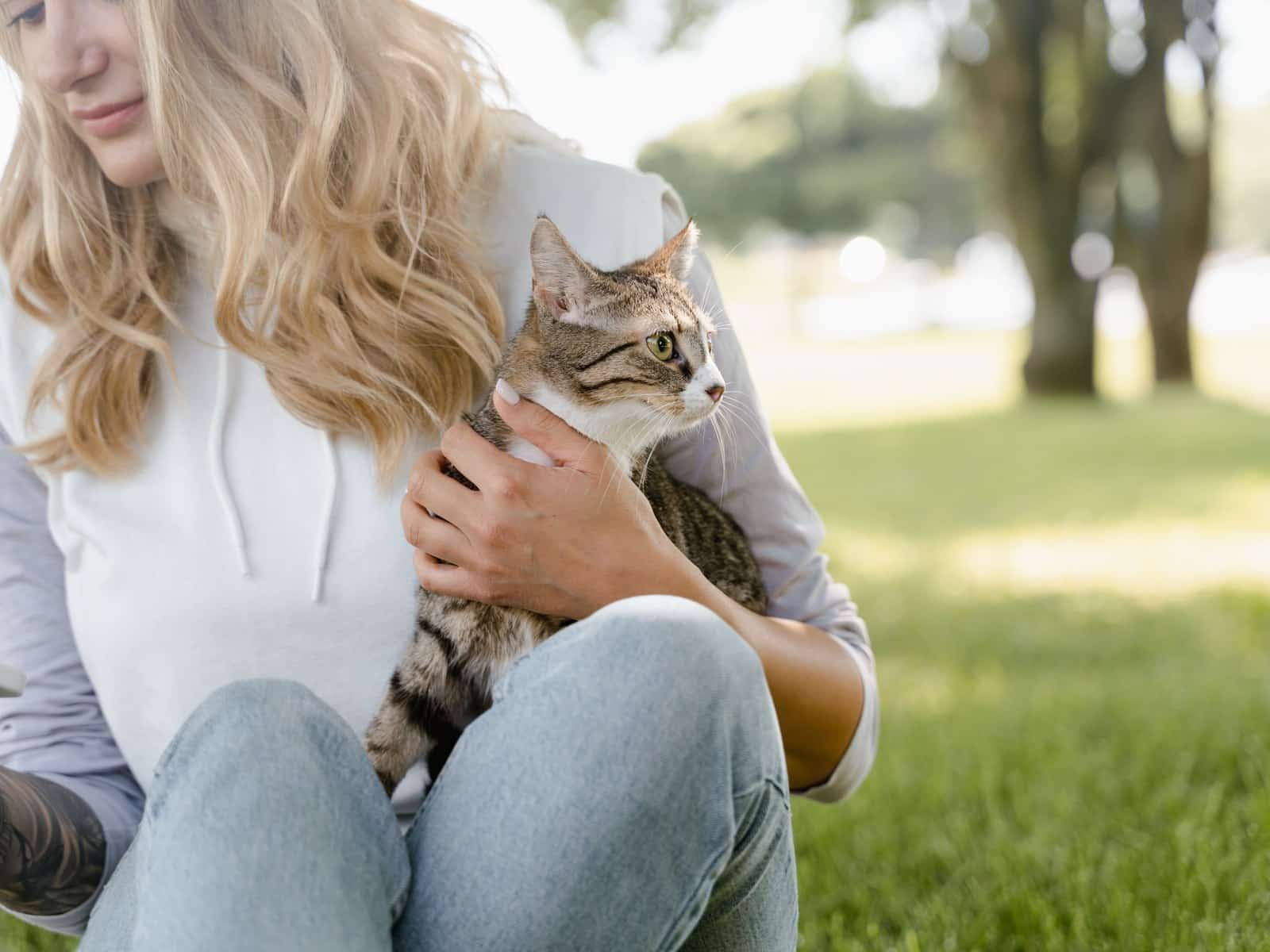 OP Versicherung für Katzen