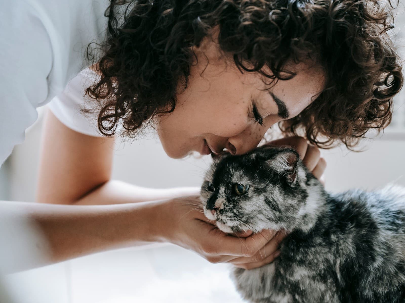 OP-Versicherung Katze: Tarife, Kosten, Tipps