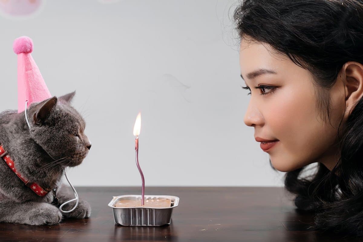 OP-Versicherung Katze: Tarife, Kosten, Tipps – go4vet