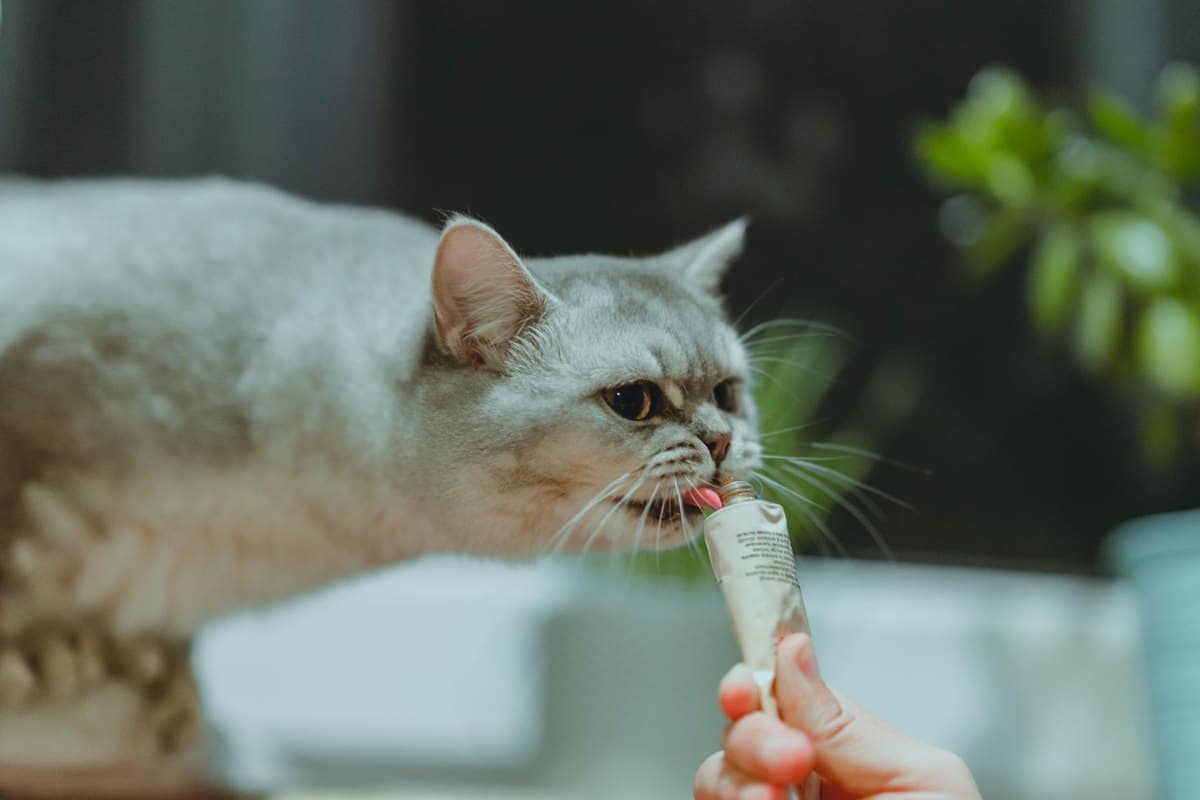 OP-Versicherung Katze: Tarife, Kosten, Tipps – go4vet