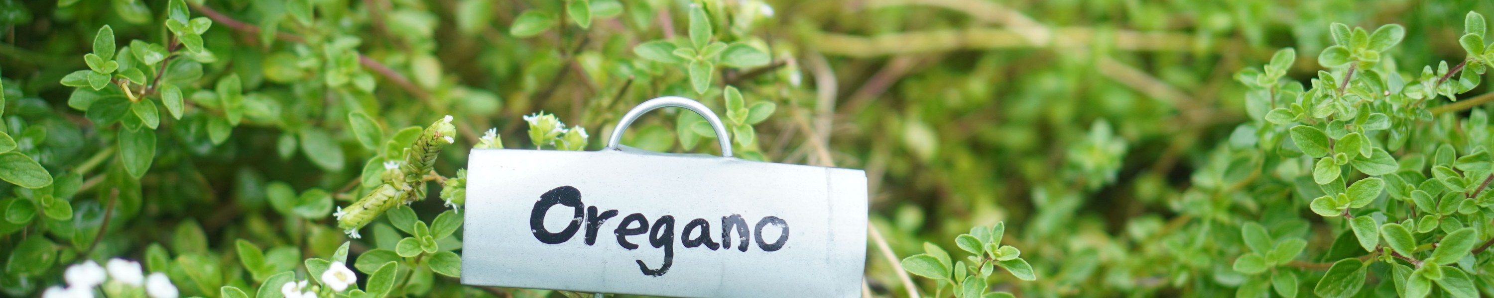 Oregano Hund: Können Hunde Oregano essen?
