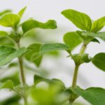 Oregano Katze: Können Katzen Oregano essen?