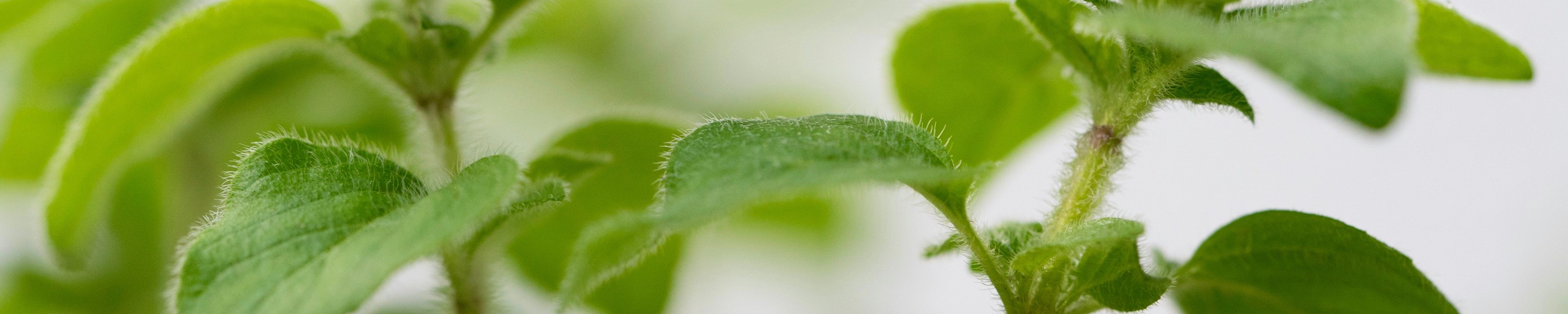 Oregano Katze: Können Katzen Oregano essen?
