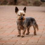 Osteochondrosis dissecans beim Hund