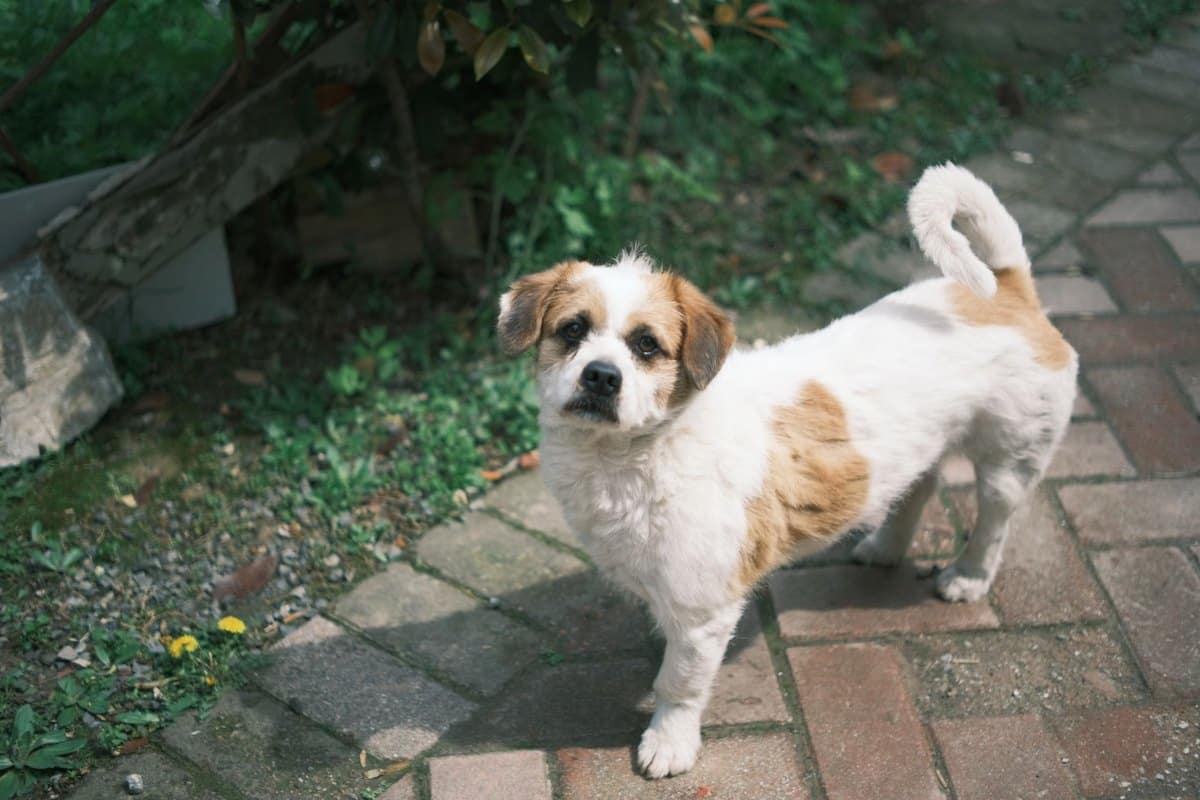Osteochondrosis dissecans beim Hund – go4vet