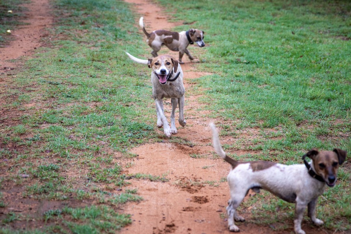 Osteochondrosis dissecans beim Hund – go4vet