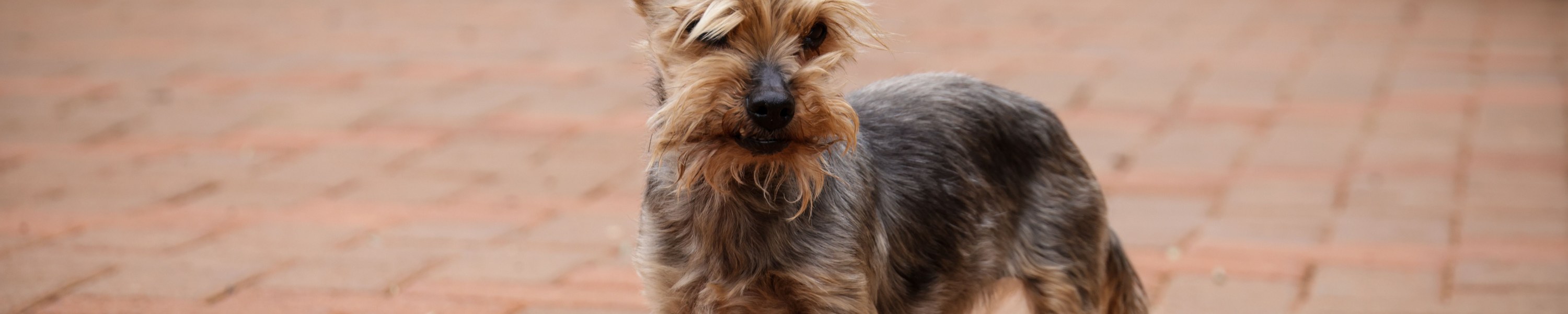 Osteochondrosis dissecans beim Hund